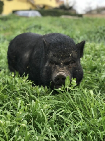 Susy, la maialina, si perde tra l'erba verde del rifugio Il Maialino Verde