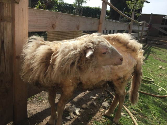 Pecora Lilly durante la tosatura, simile a un parrucchiere, al rifugio Il Maialino Verde