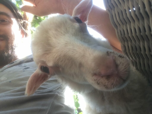 Pecora Lilly gioca con Gianluca, il custode del rifugio Il Maialino Verde