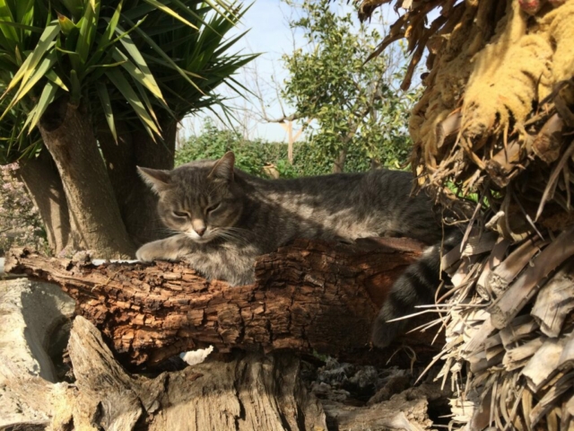 Gatto Romeo riposa al sole su un tronco vicino allo stagno al rifugio Il Maialino Verde