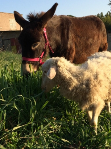 Bella l'asinella e Lilly la pecora mangiano l'erba nel prato del rifugio Il Maialino Verde