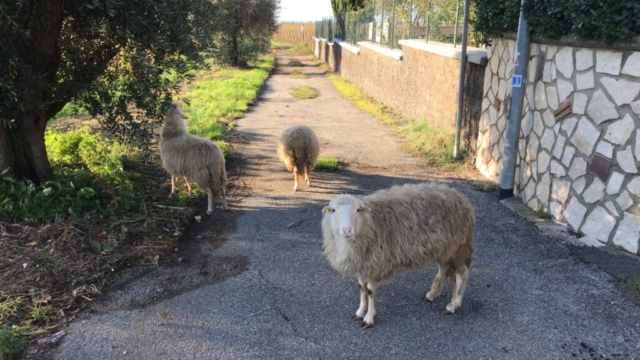 Una passeggiata serena nel verde: Lilly, Astro e Bea