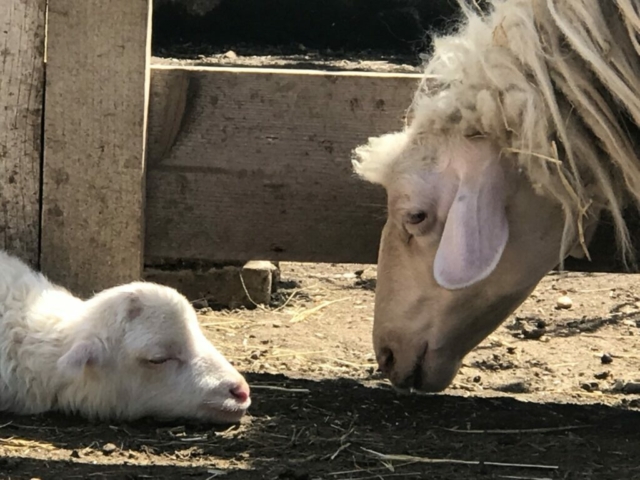 Pecora Lilly accudisce l'agnellina Bea mentre riposano insieme al rifugio Il Maialino Verde